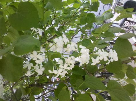 開白色小花的樹